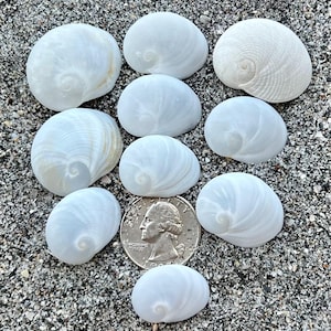 May include: A collection of nine smooth, white, rounded moon snail shells arranged around a silver United States quarter coin, which measures approximately 0.955 inches in diameter, providing a clear visual scale for the size of the shells.