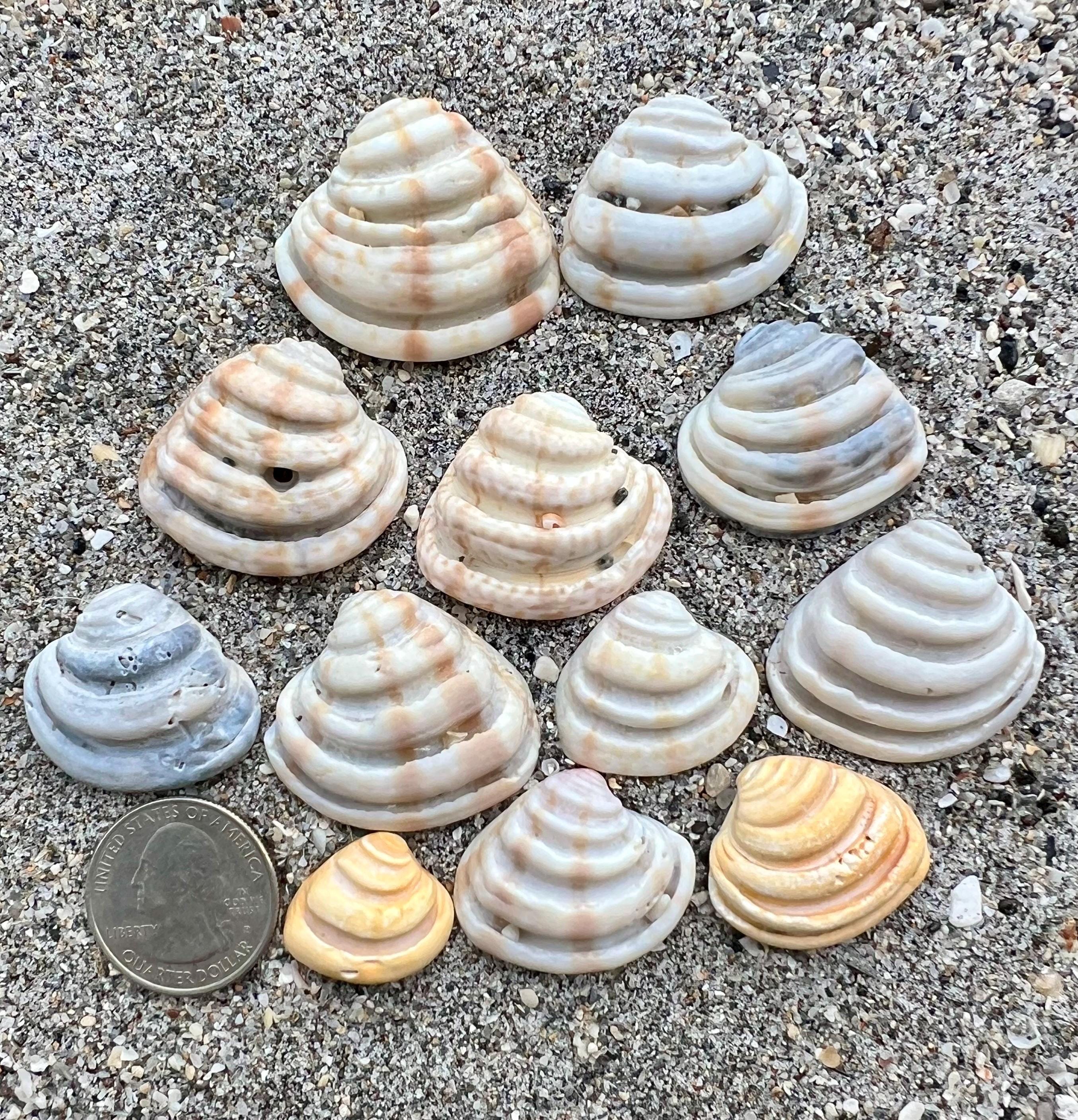 Imperial Venus Clam Shells- 12 Shells, East Coast Shells