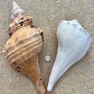 May include: Two large seashells positioned side by side. The left shell is tan and brown with a spiral structure. The right shell is solid white and smooth. A silver US quarter coin is placed between the shells for scale reference.