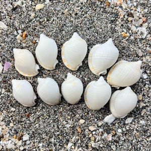 Baby scotch bonnet shells- set of 10, florida beach shells, handpicked florida seashells, small seashells