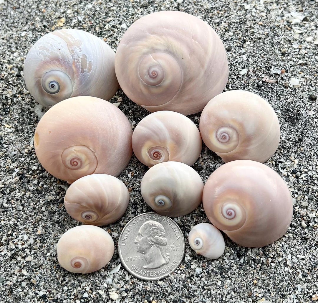 Shar Eye Shell Shark Eye (moon Snail) Shells- Lot 1, 10 Seashells, Ethically ...