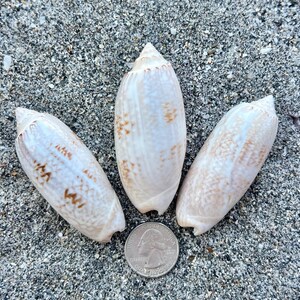 May include: Three elongated seashells with cream and brown markings, displayed on sand. A quarter coin is included for scale. The shells have a smooth, glossy texture. The shells are approximately 7-10 cm in length.