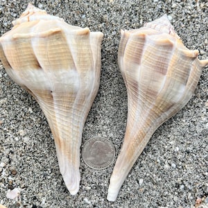 May include: Two large, beige conch shells with spiral ridges, resting on sand. A U.S. quarter coin is placed between the shells for size comparison. The shells have a natural, textured appearance, showcasing their unique shapes and patterns.