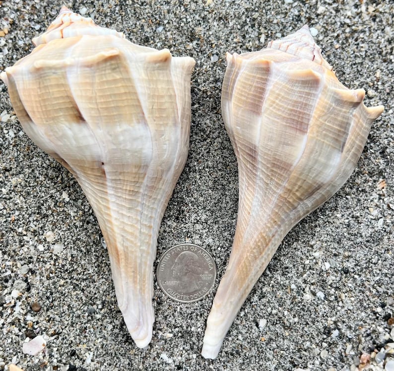 Kentucky Shells Lightning Whelk Shells (132mm & 127mm)- Set of 2 Florida Seashells ...