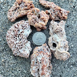 Worm colony clusters- 6 worm clusters, worm shells, craft seashells