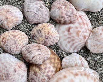 Small Batch of East Coast Seashells- 11 Beautiful, Unique Shells ...