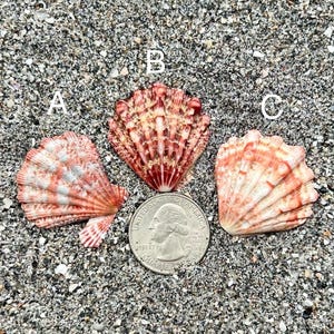 May include: Three fan-shaped scallop shells labeled A, B, and C, each featuring a unique pattern of white, pink, and reddish-brown ridges. A United States quarter coin is positioned below shell B for scale, showing the size of the shells.