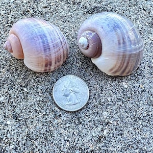 Apple snail shells- Set of 2 shells, collectible shells, land snail shells