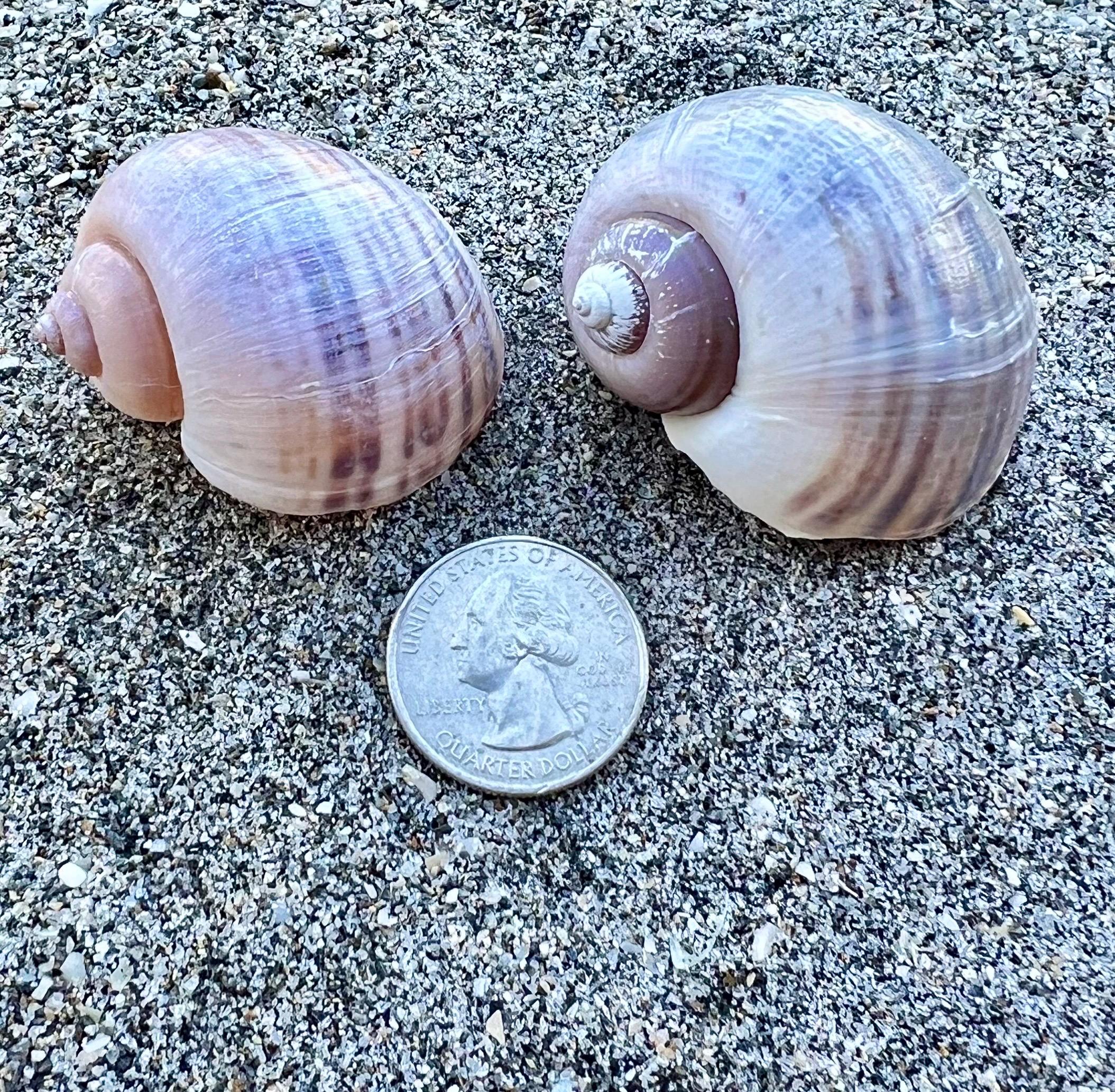 Apple Snail Shells- Set of 2 Shells, Collectible Shells, Land Snail ...