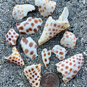May include: A collection of eleven white seashell fragments featuring brown spotted patterns, arranged alongside a silver United States quarter coin for scale, resting on a dark gray sandy surface.