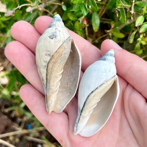 May include: Two seashells with spiral tops and open shells are held in a hand. One shell is off-white with brown accents, and the other is white. The shells have a smooth exterior and a textured interior.