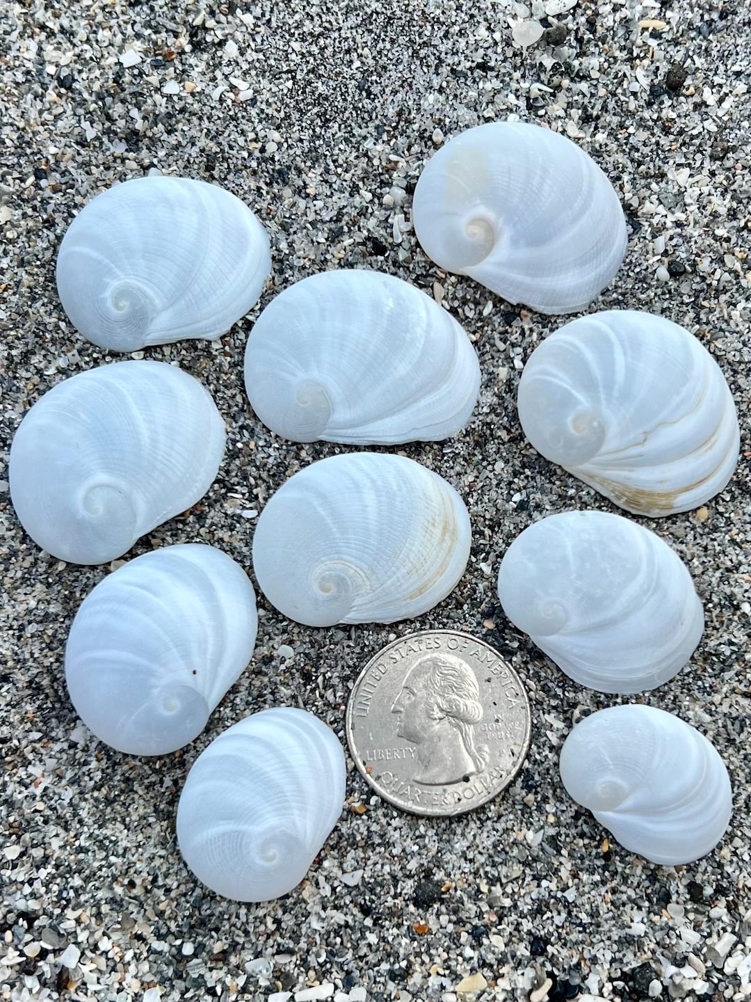 Common Ear Shell Baby Ear Shells- 10 Seashells, Gulf Coast Shells, Ethically Hand ...