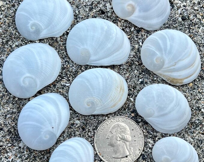 Baby Ear Shells- 10 Seashells, Gulf Coast Shells, Ethically Hand ...