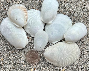 Spondylus Oyster Shells- 8 Shells, Ethically Hand Collected Florida ...