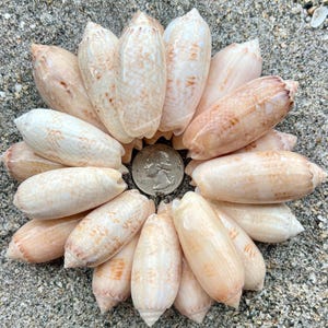 May include: A circular arrangement of numerous elongated, smooth, cream and tan-colored olive shells surrounding a single silver-colored United States quarter coin placed in the center, all resting on a textured, grainy sand surface.