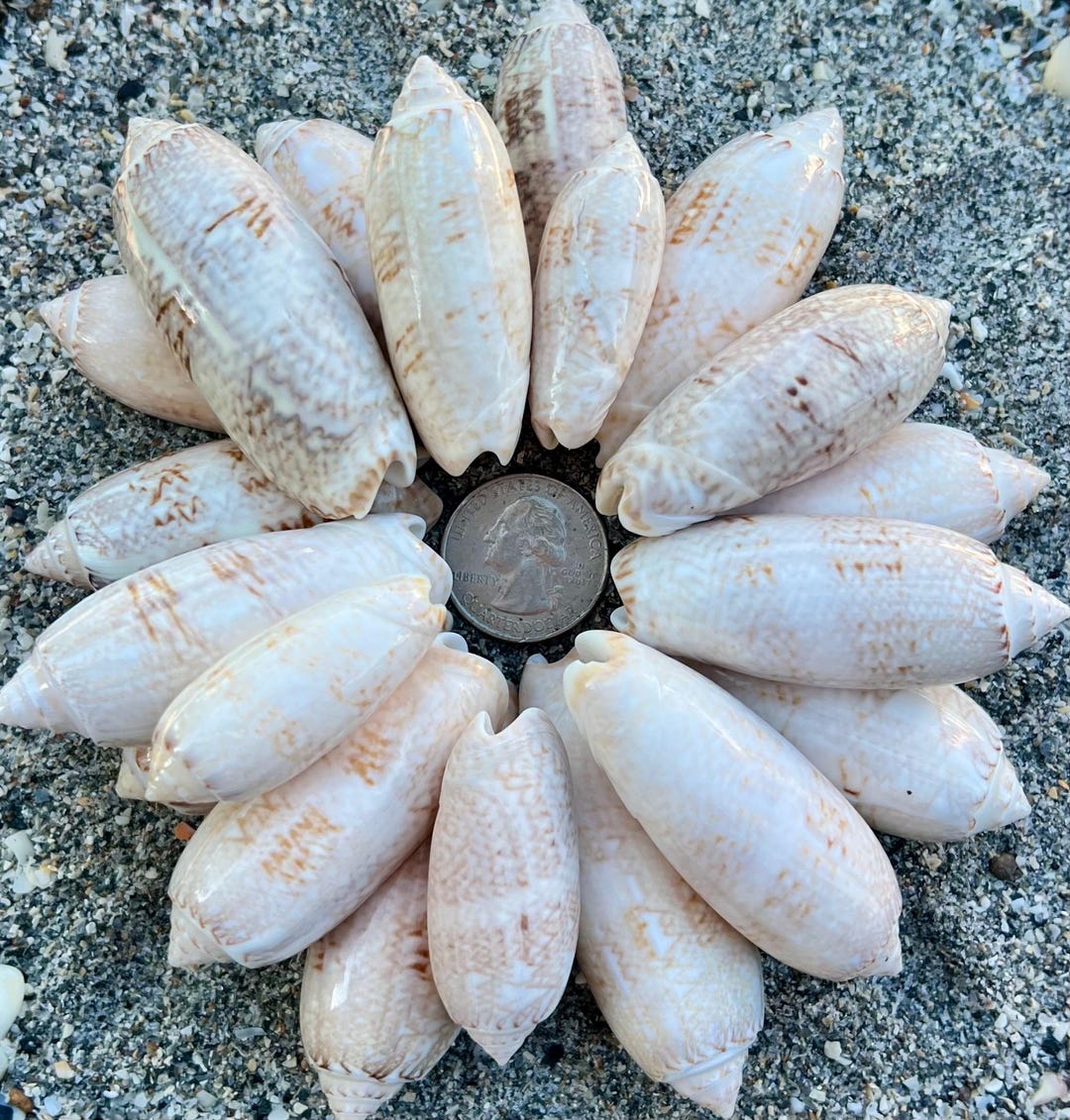 Lettered Olive Shells- 20 Shiny Seashells, Ethically Hand Collected ...