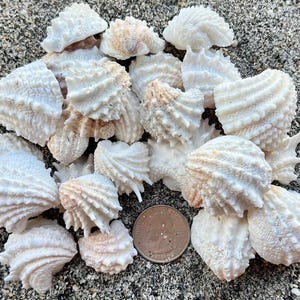 May include: A collection of white, textured seashells with ridges and pointed edges, arranged in a cluster. A United States quarter coin is placed among the shells to provide a clear sense of scale for the size of these natural marine specimens.