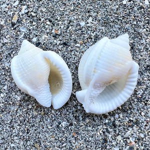 Double lipped scotch bonnet shells- set of 2, RARE florida beach shells, ethically handpicked florida seashells