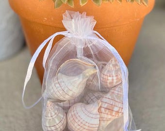 Banded Tulip shells- 10 shells, handpicked florida seashells