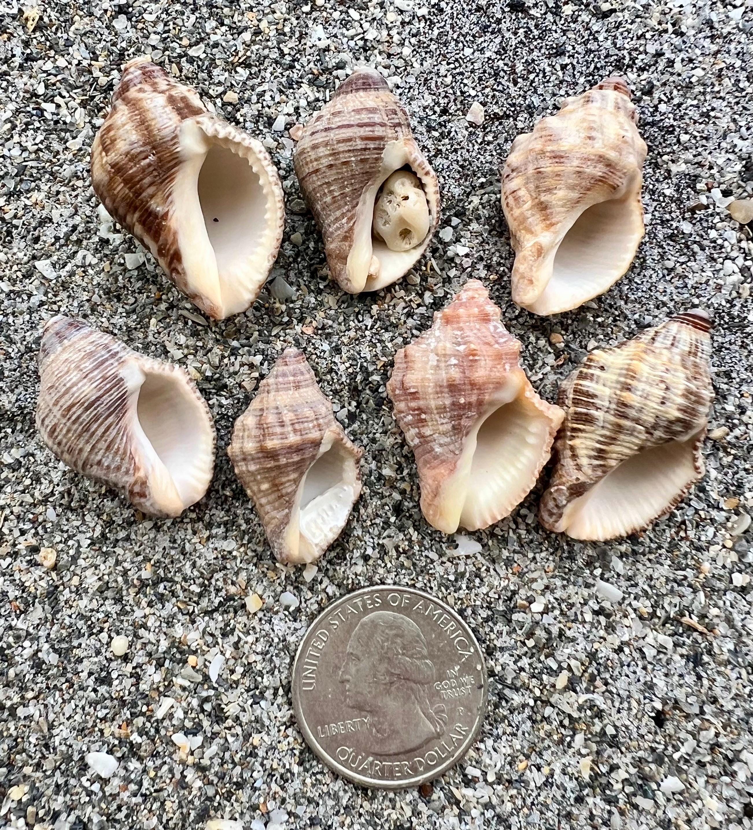 Rock Snail Shells- 7 Shells, East Coast Shells, Ethically Hand ...
