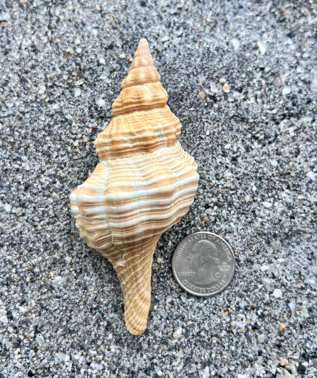 Horse Conch Shell (106.68mm)- Ethically, Hand Collected Florida ...