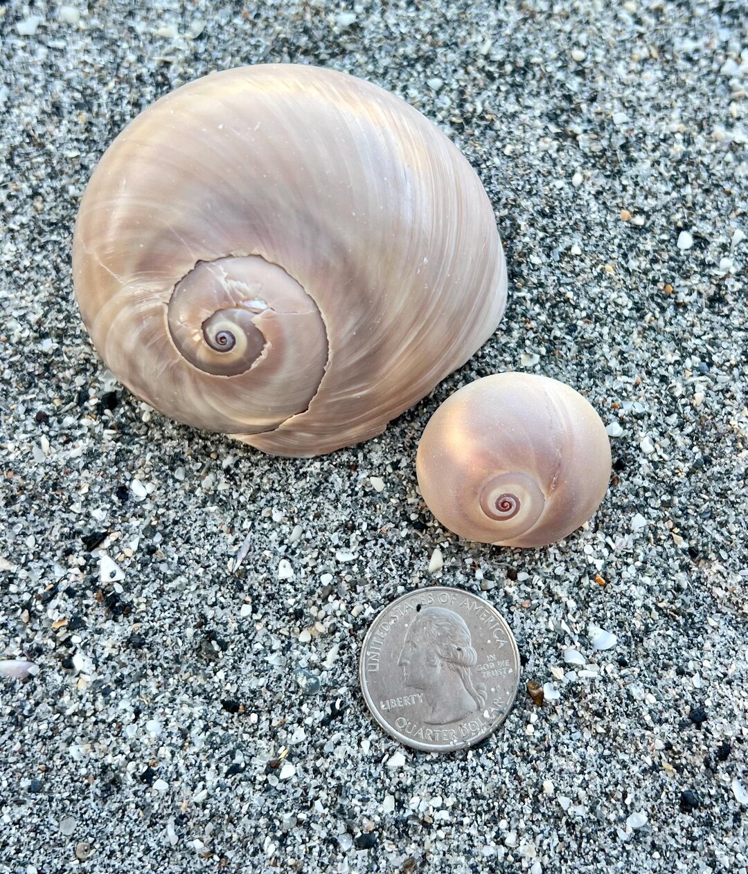 Shar Eye Shell Shark Eye (moon Snail) Shells- Set of 2, Ethically Hand Collected ...