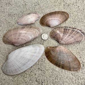 May include: A collection of six smooth, oval-shaped seashells with varying shades of tan, brown, and white, featuring concentric growth lines. A silver-colored United States quarter coin is placed in the center for scale, measuring 0.955 inches.