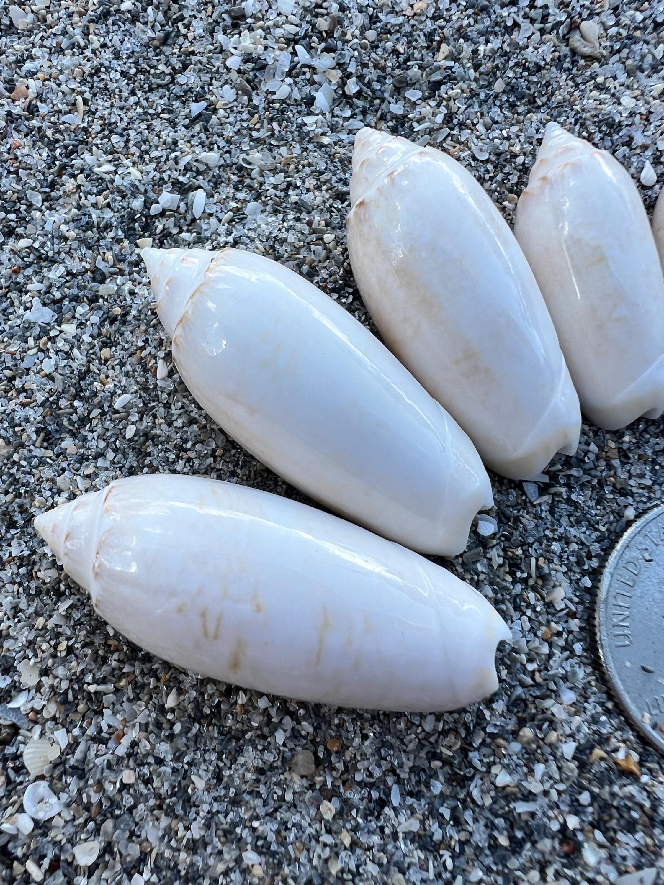Juvenile Lettered Olive Shells- 10 Shells(growth Series), Shiny ...