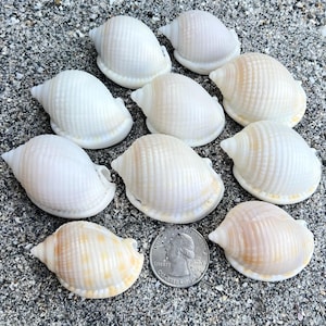 May include: A collection of white and cream-colored seashells, some with subtle tan markings, arranged on a sandy surface. A U.S. quarter coin is included for size reference. The shells have a rounded shape with a textured surface.