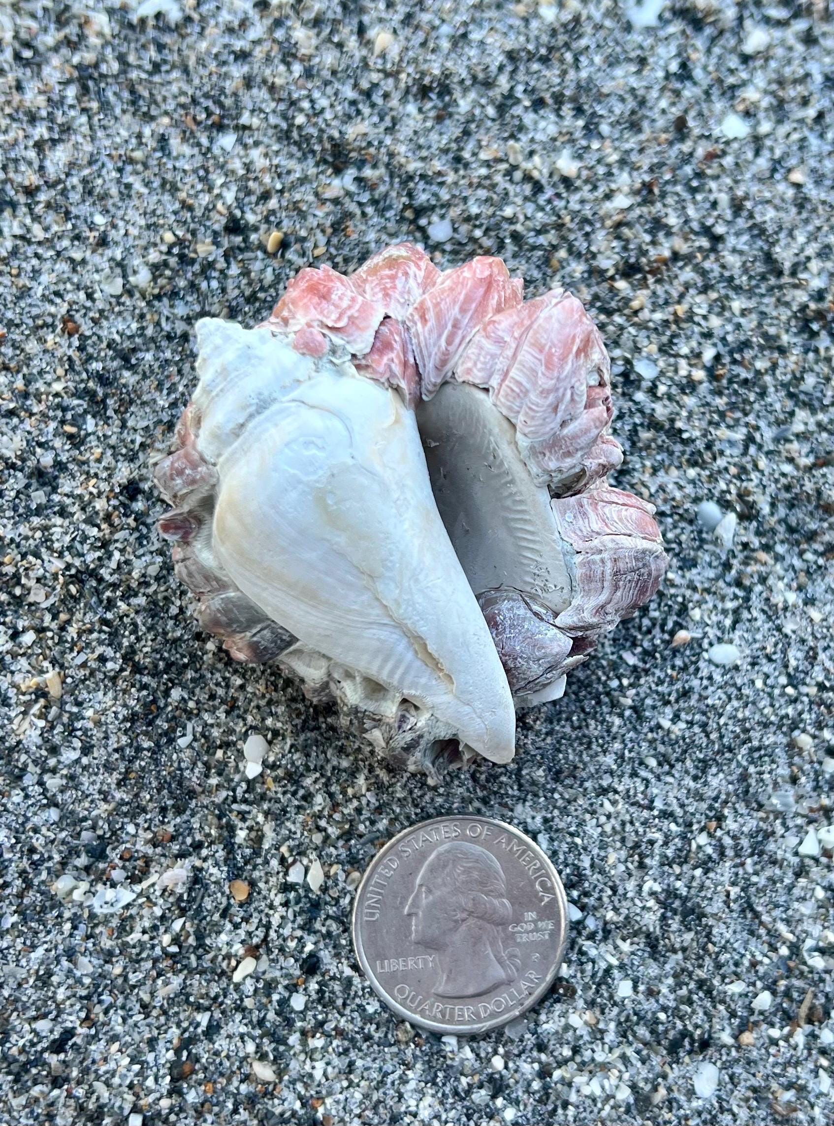 Rare Fossilized Conch Shell With Huge Barnacle Attached- Florida Fossil ...