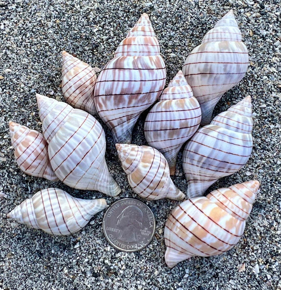 Banded Tulip Shells- 10 Shells, Ethically Hand Collected Florida ...