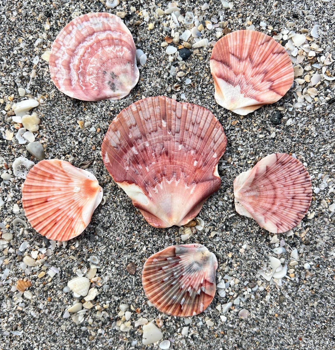 Flat Scallop Seashells- Set of 6 Shells, East Coast Shells, Unique ...