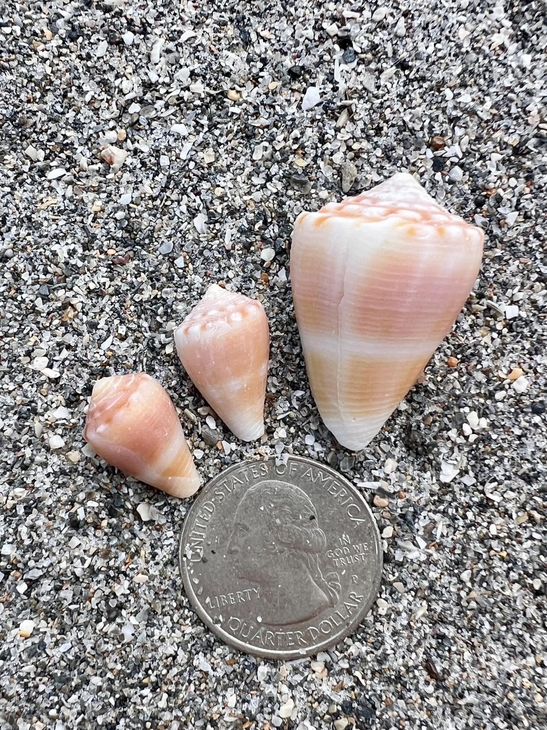 Mouse Cone Shells- 3 Seashells, Conus Mus, Ethically Hand Collected ...