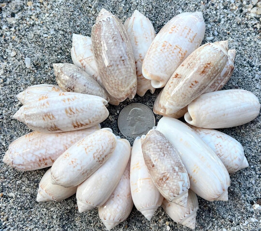 Lettered Olive Shells- 20 Seashells, Ethically Hand Collected Florida ...