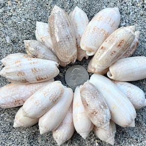 May include: A collection of various seashells, primarily white and tan with unique patterns, arranged in a circular pattern. A quarter coin is included for size reference. The shells are on a sandy surface.