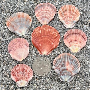 May include: A collection of seven fan-shaped scallop shells in shades of pink, orange, and grey, arranged around a silver United States quarter coin for scale. Each shell features distinct radial ridges and a unique natural color pattern.