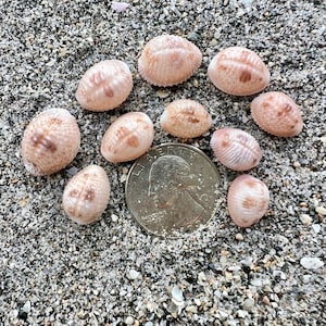 May include: Nine small, oval-shaped seashells with light pink and tan mottled patterns are arranged around a silver United States quarter coin. The shells feature fine, radiating ridges across their surfaces and are resting on coarse, dark sand.