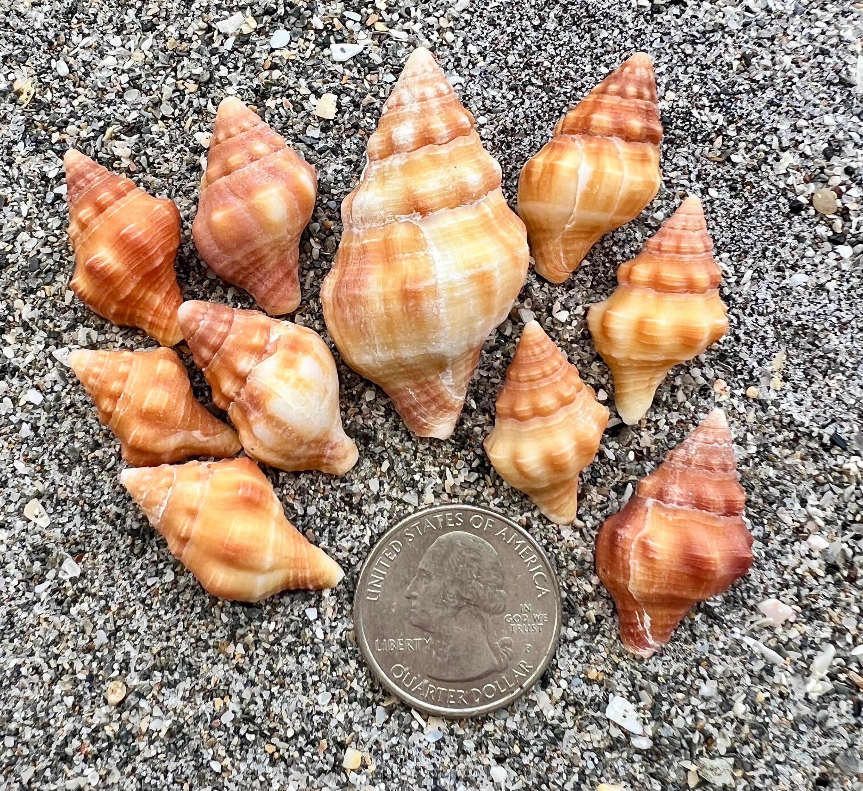 Chestnut Latirus Seashells- 10 Shells, East Coast Shells, Orange