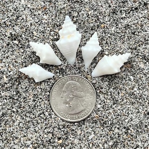 May include: A collection of small, white seashells arranged around a quarter coin on a sandy surface. The shells have a spiral shape and are of varying sizes. The quarter coin is silver and shows a profile of George Washington.