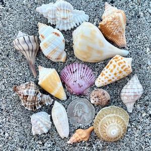 May include: A collection of various seashells in shades of white, tan, brown, and purple, arranged alongside a silver United States quarter coin for scale. The assortment includes spiral, cone, and fan-shaped shells with diverse textures.