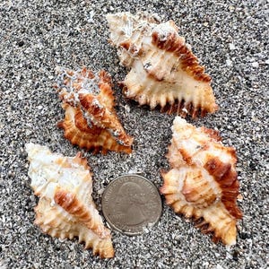 May include: Four textured, spiraled seashells with white and brown coloration arranged around a silver United States quarter coin. The shells feature prominent ridges and jagged edges, showcasing natural variations in their organic, calcified structure.