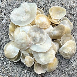 50 jingle shells- Small/medium seashells, beach crafting shells