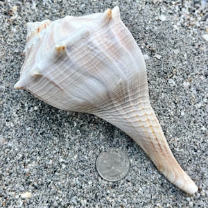 May include: A large, off-white whelk seashell with a textured, ribbed surface and a pointed spire, positioned next to a silver United States quarter coin for scale, showing the shell's elongated, tapering shape and natural, organic ridges.