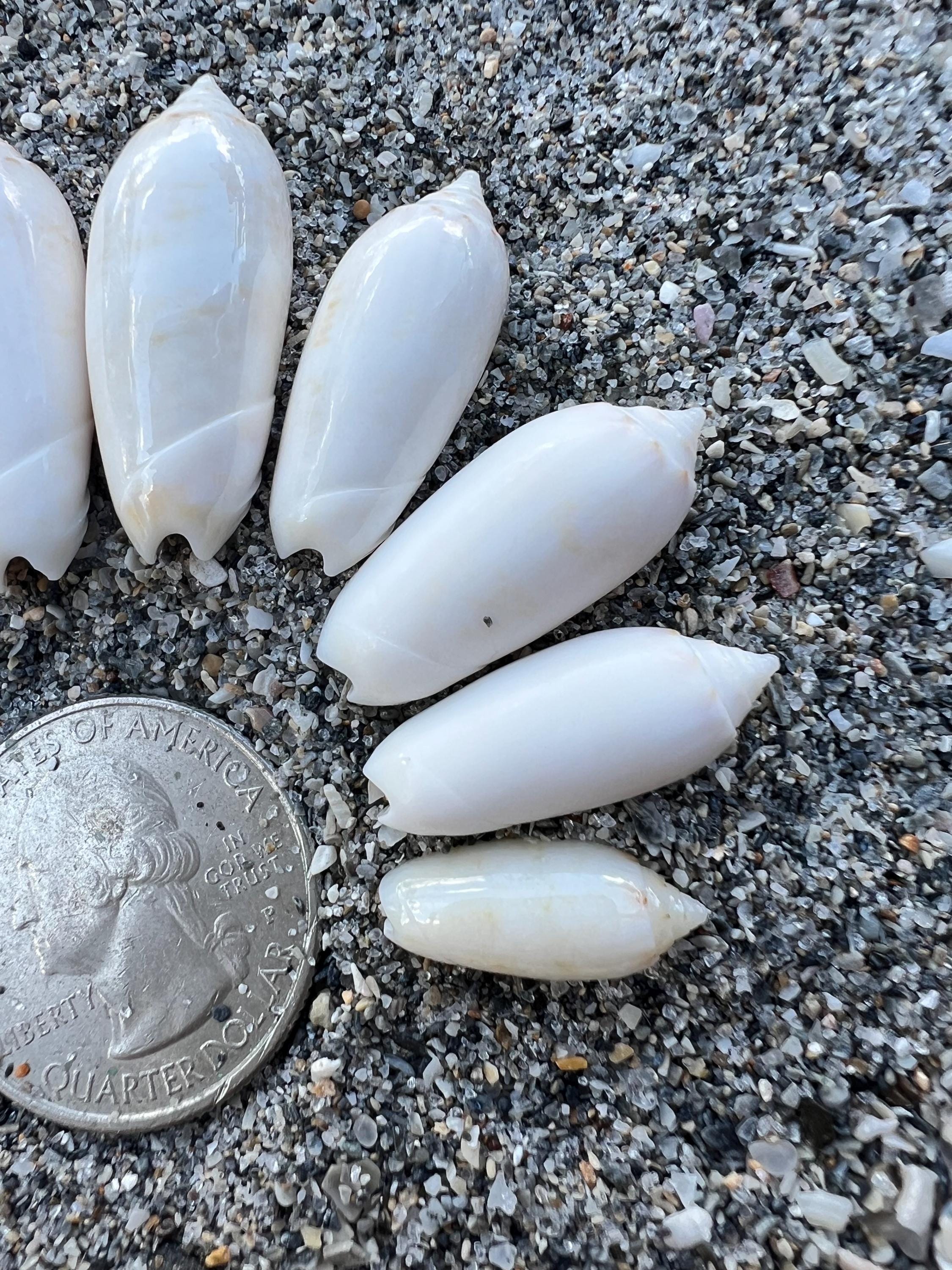 Juvenile Lettered Olive Shells- 10 Shells(growth Series), Shiny ...