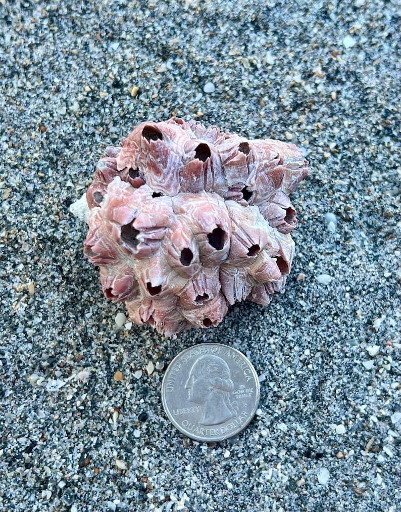 Rare Fossilized Conch Shell With Huge Barnacle Attached- Florida Fossil ...