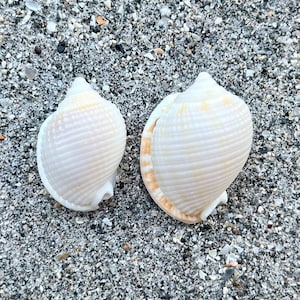 Scotch bonnet shells- set of 2, florida beach shells, ethically handpicked florida seashells
