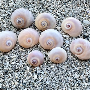 Baby shark eye (moon snail) shells- 9 seashells, florida shells