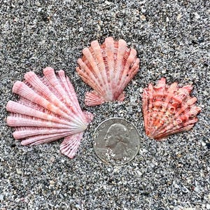 May include: Three fan-shaped scallop shells with pink and orange ridges arranged around a silver United States quarter coin. The shells exhibit natural radial textures and varying shades of coral, peach, and white, resting on dark gray sand.
