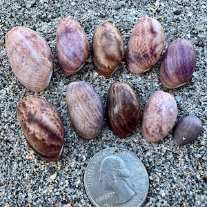 May include: A collection of nine seashells in various shades of brown, purple, and tan, arranged on a sandy surface. A U.S. quarter coin is included for size reference. The shells have unique patterns and textures.