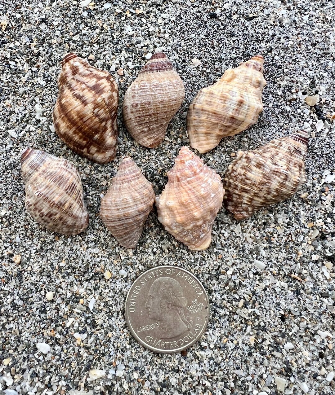 Rock Snail Shells- 7 Shells, East Coast Shells, Ethically Hand ...